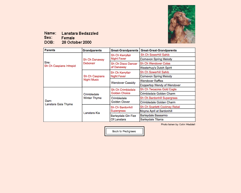 bedazzled pedigree chart